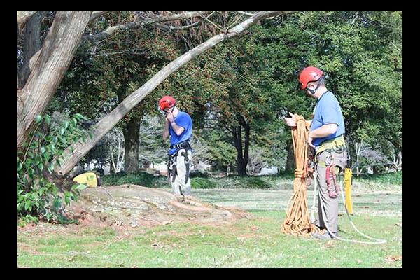 Tree arborists working in Virginia