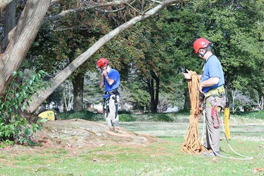 Tree arborists working in Virginia