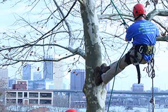 Tree climber in Richmond VA