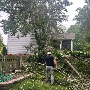 Arborist assessing storm-damaged pear tree limbs at a Richmond, Virginia residence