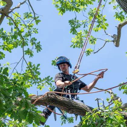 arborist pruning tree branches