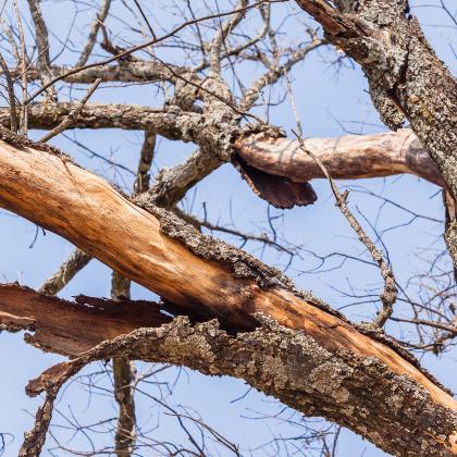 dead tree needs to be cut down