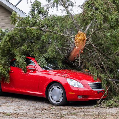 fallen tree on car