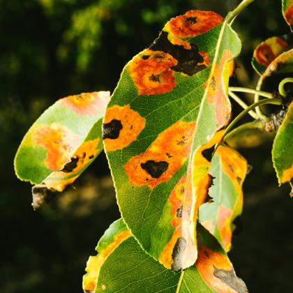 leaves on a sick tree