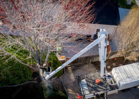arborist trimming tree