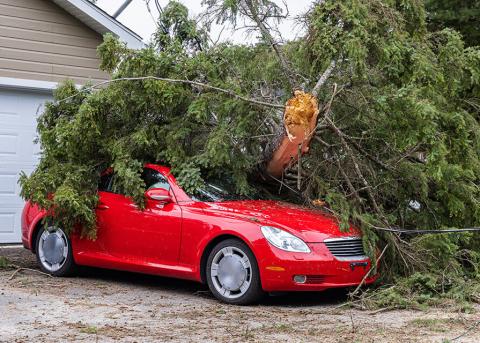 Emergency tree removal off of red car