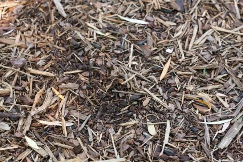 mulch chips