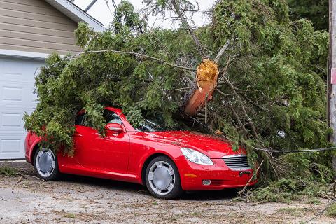 Emergency Tree removal off of red car